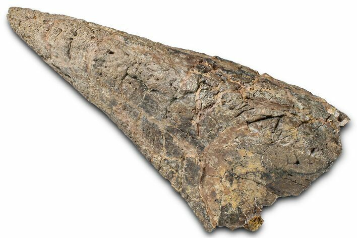 Rare, Fossil Dinosaur (Ankylosaurus) Side Spike - Montana #380211